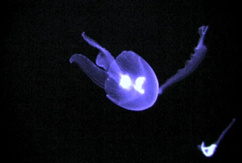Jellyfish Видео 401029