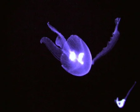 Jellyfish 库存影片 401033