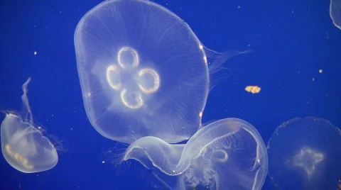 Jellyfish Stock Footage 539815