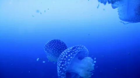 Jellyfish Stock Footage 572600