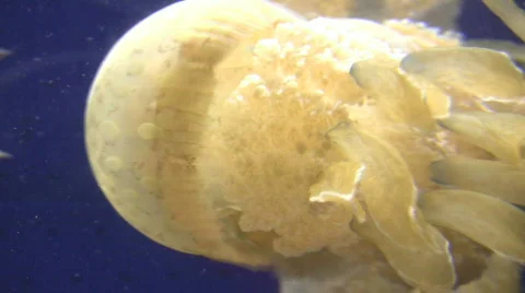 Jellyfish 库存影片 637250