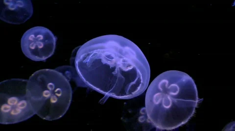 Jellyfish Video stock 862577