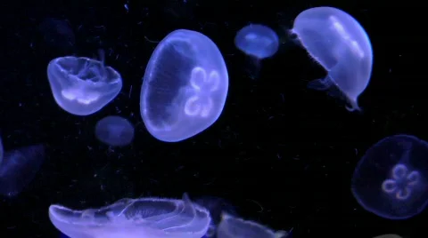 Jellyfish Video stock 862819