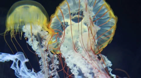 Jellyfish Vidéo 1016756