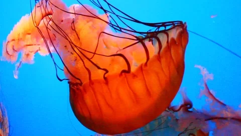 Jellyfish Stock Footage 5273588
