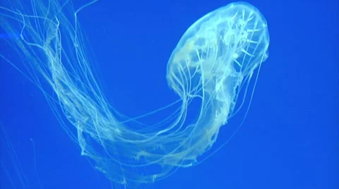 Jellyfish Stock Footage 7178495