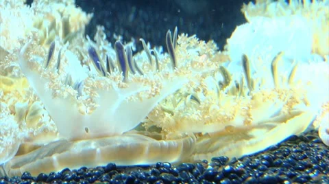 Jellyfish Stock Footage 7180387