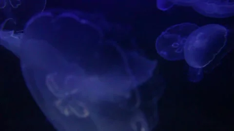 Jellyfish Stock Footage 8358169