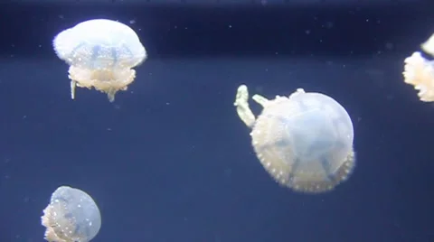 Jellyfish Stock Footage 8358565