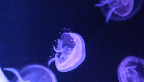 Jellyfish Vídeos de archivo 8658843