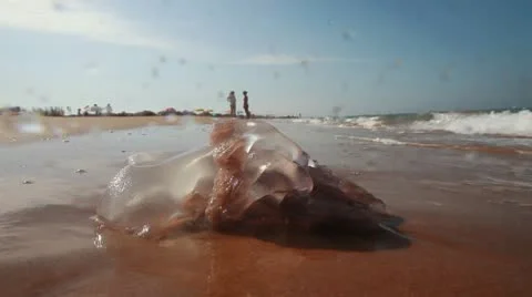 Jellyfish Stock-Footage 8999822