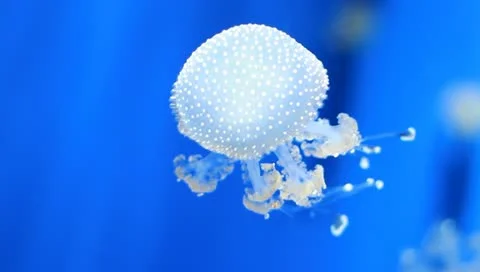 Jellyfish 動画素材 10841098