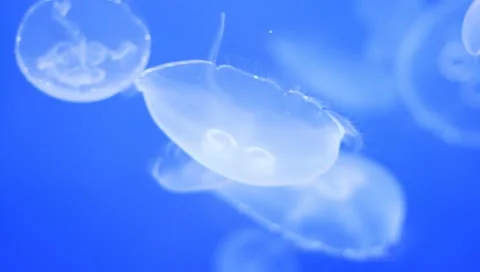 Jellyfish Stock Footage 10841100
