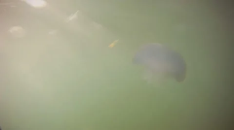 Jellyfish 動画素材 11407722