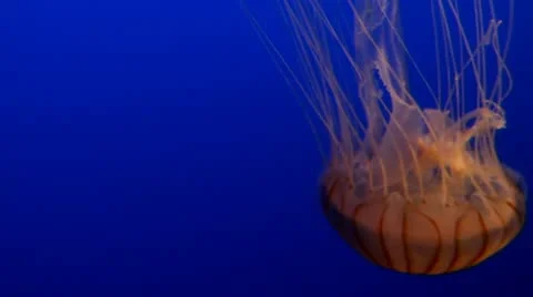 Jellyfish Stock Footage 11463150