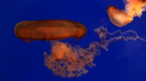 Jellyfish Stock Footage 11463291