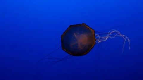 Jellyfish Stock Footage 11463398