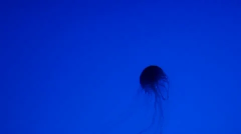 Jellyfish Stock Footage 11463435