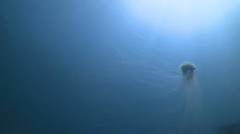 Jellyfish Stock Footage 12210847