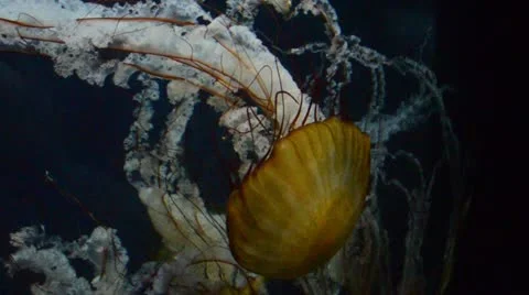 Jellyfish Stock Footage 12276074