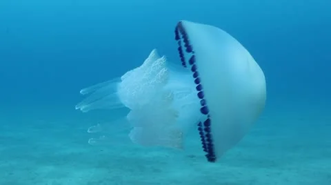 Jellyfish 動画素材 12522539