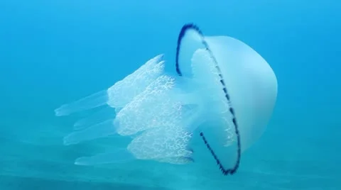 Jellyfish 動画素材 12529358