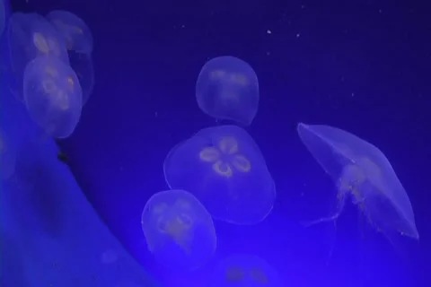 Jellyfish Stock Footage 12546497