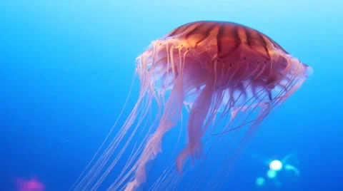 Jellyfish Stock Footage 20497136