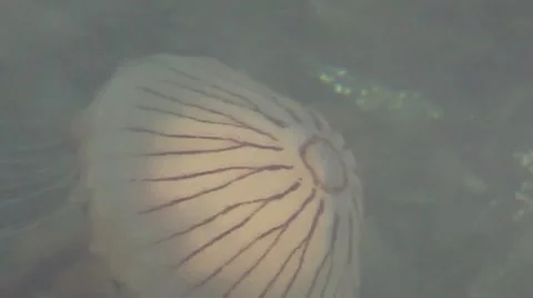 JELLYFISH Stock-Footage 22019419