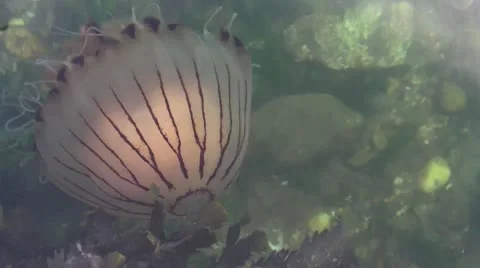 JELLYFISH Stock Footage 22019542