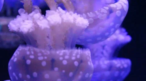 Jellyfish Stock Footage 22290164