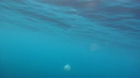 Jellyfish Stock Footage 22418885