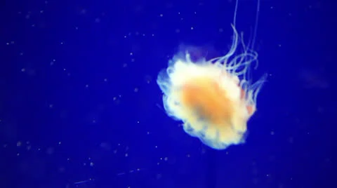 Jellyfish Stock Footage 24702746