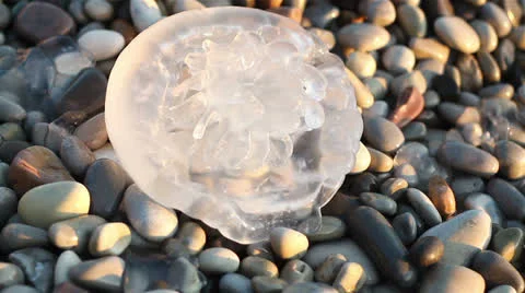 Jellyfish Stock Footage 24855271