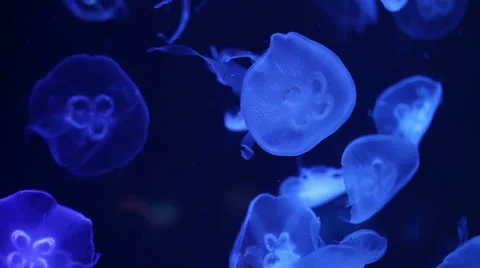 Jellyfish Stock Footage 25039981