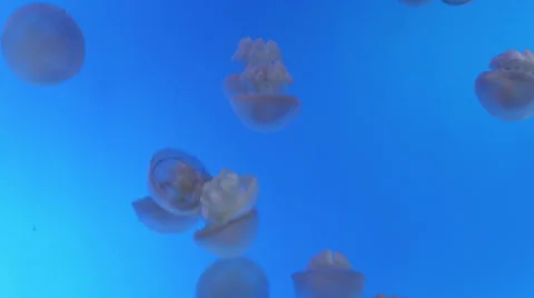 Jellyfish Stock Footage 25040029
