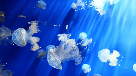 Jellyfish Stock Footage 25365455