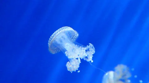 Jellyfish Stock Footage 25365509