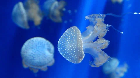 Jellyfish 動画素材 25365719