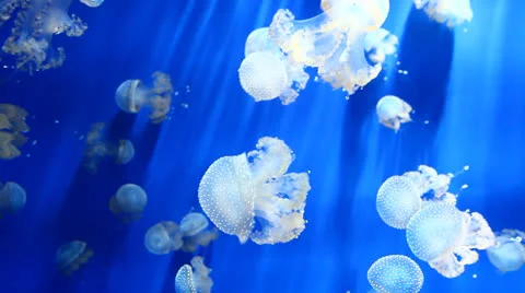 Jellyfish Stock Footage 25365772