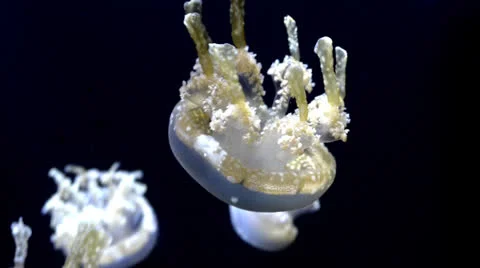 Jellyfish 스톡 동영상 25628007