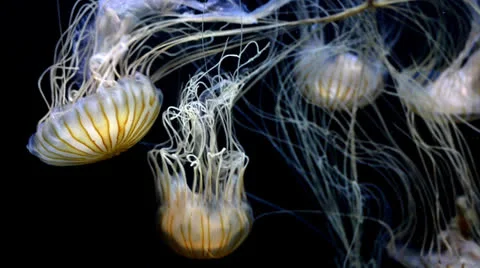 Jellyfish 스톡 동영상 25628408