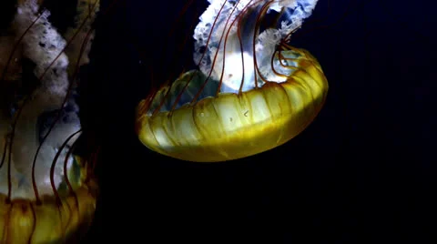 Jellyfish 스톡 동영상 25629678