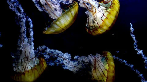 Jellyfish 스톡 동영상 25630806