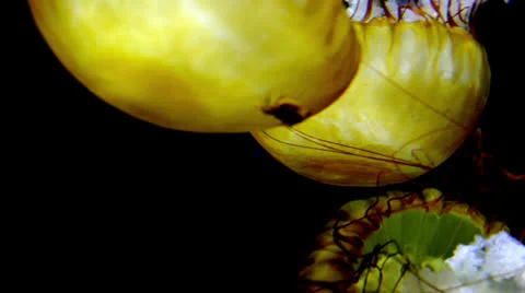 Jellyfish 스톡 동영상 25631718