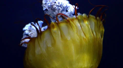 Jellyfish 스톡 동영상 25634752
