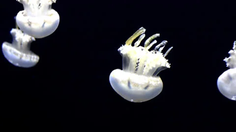 Jellyfish 스톡 동영상 25635277