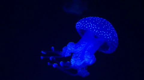 Jellyfish Stock Footage 25846308