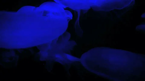 Jellyfish 스톡 동영상 28776092