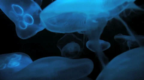 Jellyfish Stock Footage 28776166